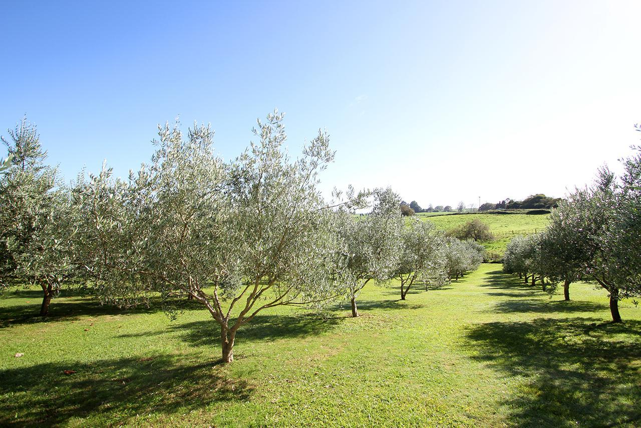 Bed and Breakfast Ohaupo Olives Exteriér fotografie